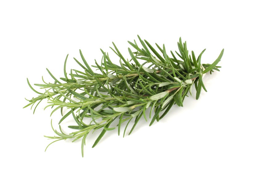 ענף רוזמרין 